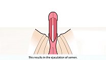 Der männliche Orgasmus erklärt
