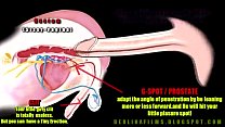 anatomia transexual