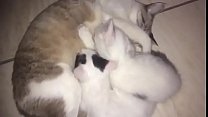 hot young cats sucking PROPRIA MOTHER