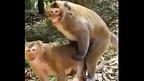 Divertente video di sesso di animali hindi