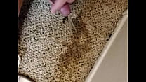Soaking the carpet